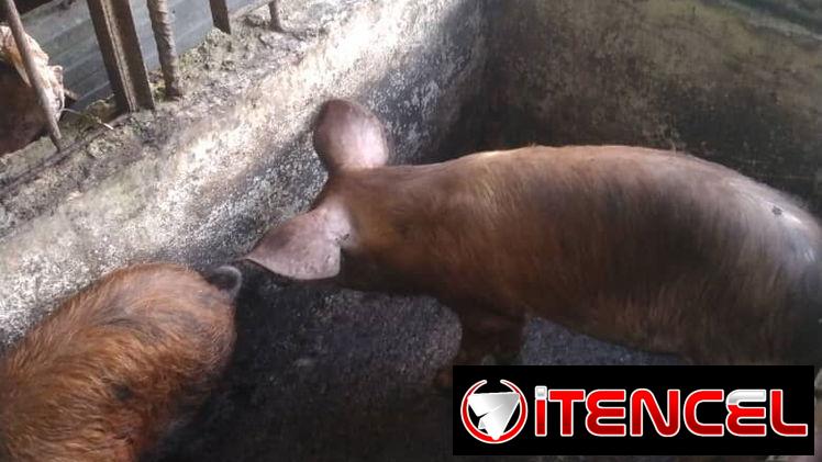 Puercos vivos a la venta