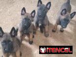 PASTOR MALINOIS,ambos sexos,en 250 USD o equivalente(ACEPTO TRANSFERENCIA), tienen 55 días y están desparacitados