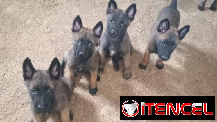 PASTOR MALINOIS,ambos sexos,en 250 USD o equivalente(ACEPTO TRANSFERENCIA), tienen 55 días y están desparacitados