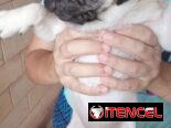 PUG CARLINO,hembra,en 450 USD o equivalente,TENGO MENSAJERÍA,tienen 5 meses,2 VACUNAS PUESTAS y con historia clínica