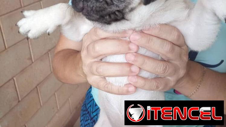 PUG CARLINO,hembra,en 450 USD o equivalente,TENGO MENSAJERÍA,tienen 5 meses,2 VACUNAS PUESTAS y con historia clínica
