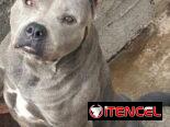 PITBULL AZUL,ambos sexos,en 180 USD o equivalente(ACEPTO TRANSFERENCIA)TENGO MENSAJERÍA,tienen 50 días y desparacitados