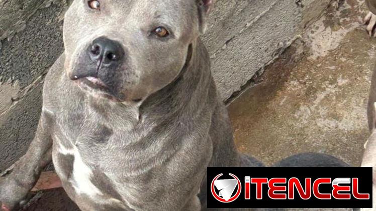 PITBULL AZUL,ambos sexos,en 180 USD o equivalente(ACEPTO TRANSFERENCIA)TENGO MENSAJERÍA,tienen 50 días y desparacitados