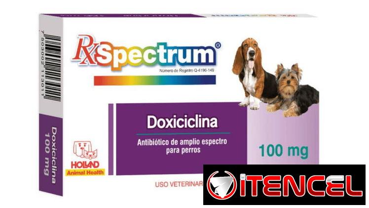 Doxiciclina Cefalexina Amoxicilina para perros y gatos