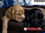 COKER SPANIEL,ambos sexos,en 170 USD o equivalente(ACEPTO TRANSFERENCIA)TENGO MENSAJERÍA,tienen 30 días y desparacitados