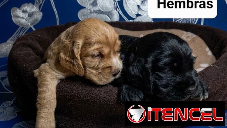 COKER SPANIEL,ambos sexos,en 170 USD o equivalente(ACEPTO TRANSFERENCIA)TENGO MENSAJERÍA,tienen 30 días y desparacitados