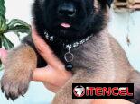 Cachorros Pastor Belga Malinois