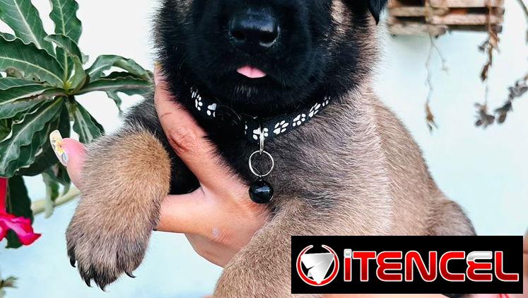 Cachorros Pastor Belga Malinois