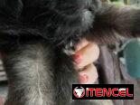 Peki es ambos sexos