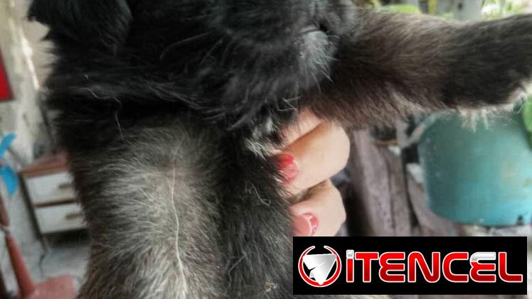 Peki es ambos sexos