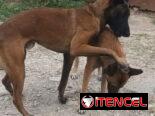 VENDO PASTOR BELGA MALINOIS