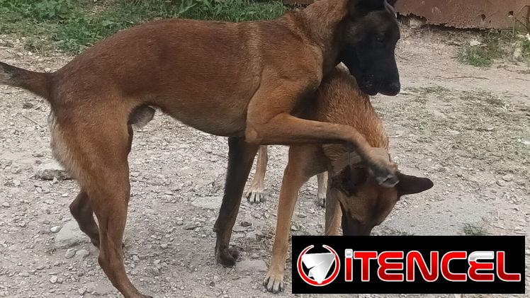 VENDO PASTOR BELGA MALINOIS