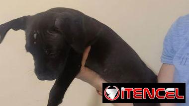 Pitbull