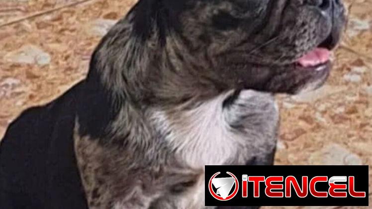 ((( BULLDOG FRANCÉS MACHO  EN VENTA YA VACUNADO BETTY MASCOTAS WHATSAPP 52506841 ))))