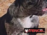 ((( BULLDOG FRANCÉS  MACHO YA VACUNADO EN VENTA BETTY MASCOTAS WHATSAPP 52506841 )))