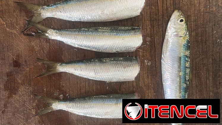 Sardinas españolas frescas y limpias