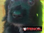 COKER SPANIEL,hembra,en 150 USD o equivalente(ACEPTO TRANSFERENCIA)TENGO MENSAJERÍA,tiene 62 días y está desparacitada.