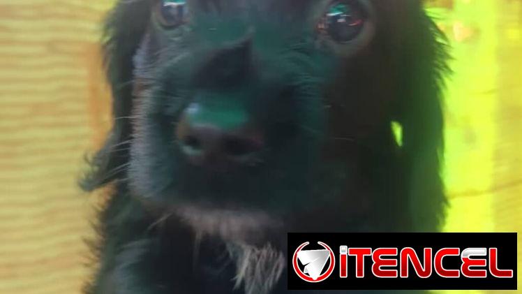 COKER SPANIEL,hembra,en 150 USD o equivalente(ACEPTO TRANSFERENCIA)TENGO MENSAJERÍA,tiene 62 días y está desparacitada.