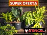 Servicios de Jardinería y Artículos!!
