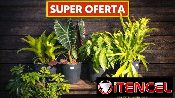 Servicios de Jardinería y Artículos!!