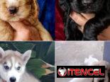 ((( VARIEDAD D RAZAS CANINAS BETTY MASCOTAS WHAT’SAPP 52506841 )))
