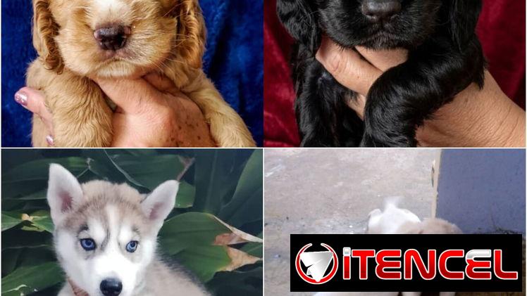 ((( VARIEDAD D RAZAS CANINAS BETTY MASCOTAS WHAT’SAPP 52506841 )))