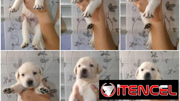 ((( LABRADOR RETRIEVER AMBOS SEXOS EN VENTA BETTY MASCOTAS WHATSAPP 58746643 )))