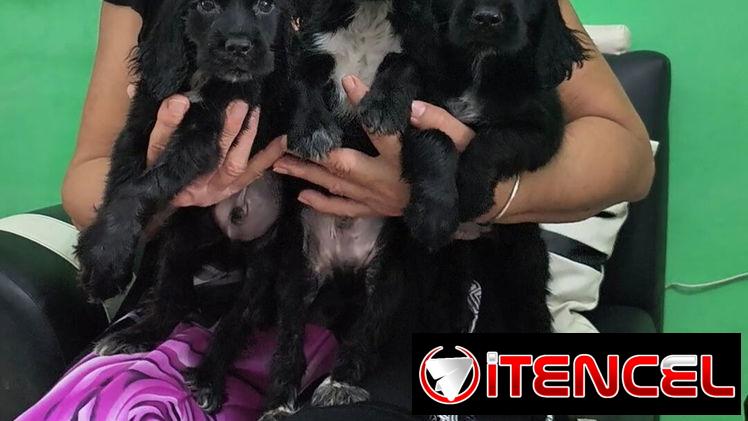 Cocker spaniel negros