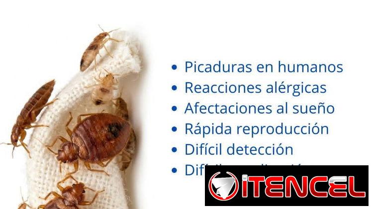 Servicio de Fumigación contra Chinches en La Habana