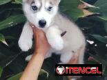 HUSKY SIBERIANO,ambos sexos,en 200 USD o equivalente,TENGO MENSAJERÍA,de 45 días y desparacitados,con historia clínica