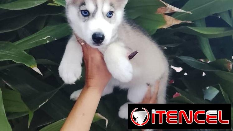 HUSKY SIBERIANO,ambos sexos,en 200 USD o equivalente,TENGO MENSAJERÍA,de 45 días y desparacitados,con historia clínica