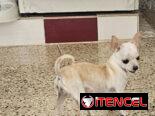 CHIHUAHUA HEMBRA DE 1 AÑO