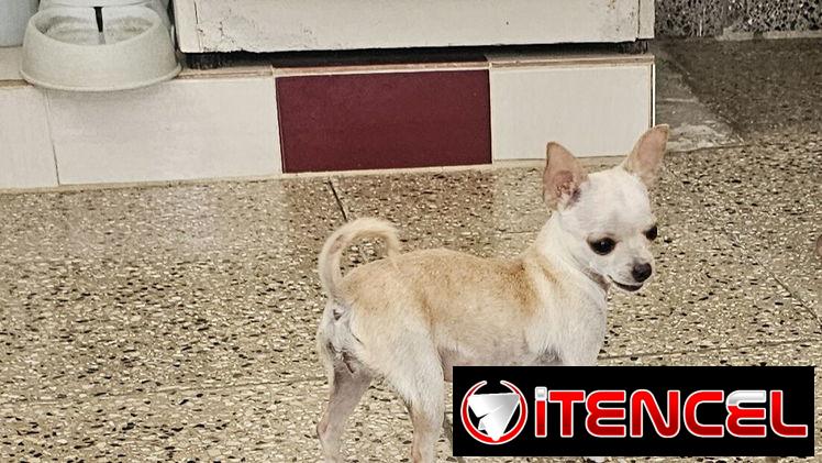 CHIHUAHUA HEMBRA DE 1 AÑO