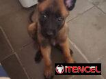 ((( PASTOR BELGA MALINOIS AMBOS SEXOS BETTY MASCOTAS WHATSAPP 52506841 )))
