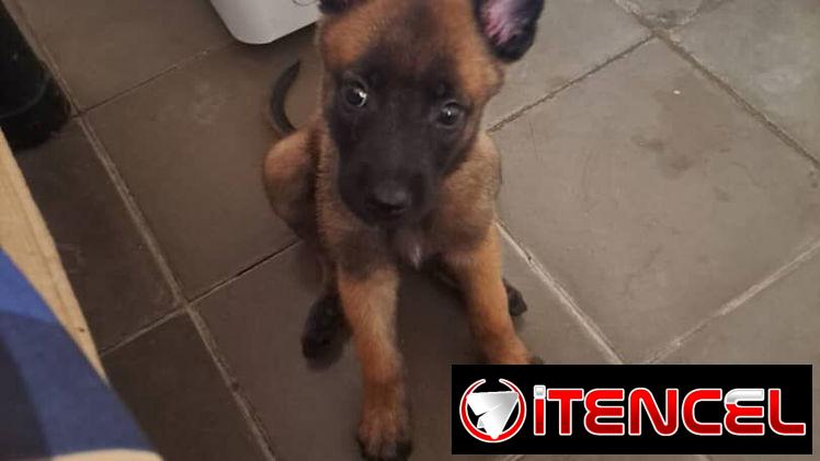 ((( PASTOR BELGA MALINOIS AMBOS SEXOS BETTY MASCOTAS WHATSAPP 52506841 )))