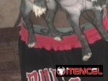 Pitbull y rotwailer
