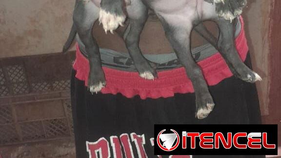 Pitbull y rotwailer