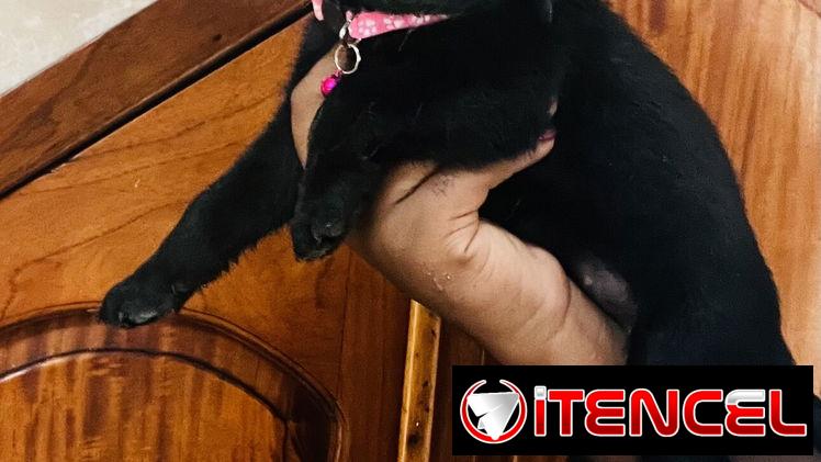 😍HERMOSA CACHORRA LABRADOR RETRIEVER 😍