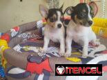 Si buscas una Exelente compañía pitbull, Chihuahua, shitzu, bulldog francés, Salchicha llame al 53818081