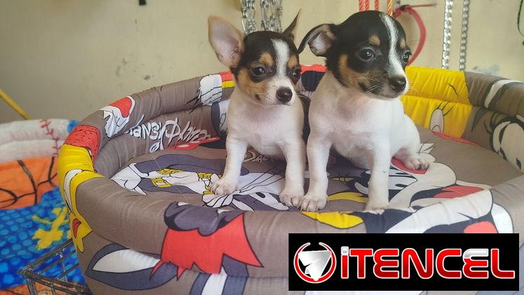 Si buscas una Exelente compañía pitbull, Chihuahua, shitzu, bulldog francés, Salchicha llame al 53818081