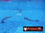 Piscina con recirculación en renta en Alamar , Habana del Este, +53 52463651 WhatsApp