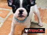 🐾Hermosas Bulldogs🐮Francés🇫🇷Hembritas 🌸