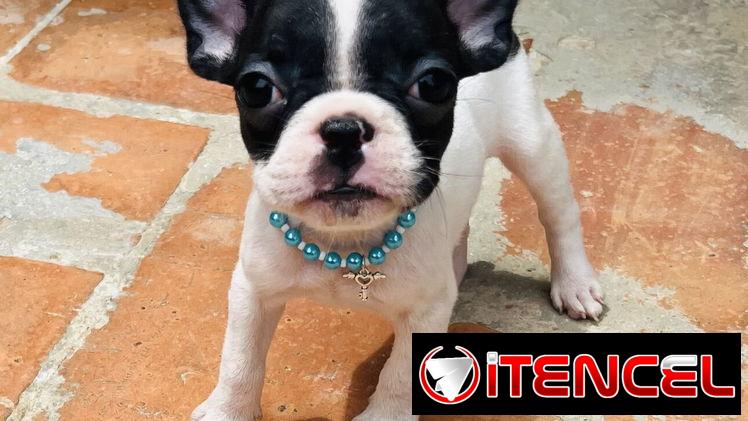 🐾Hermosas Bulldogs🐮Francés🇫🇷Hembritas 🌸