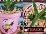 Cactus y suculentas 🌵