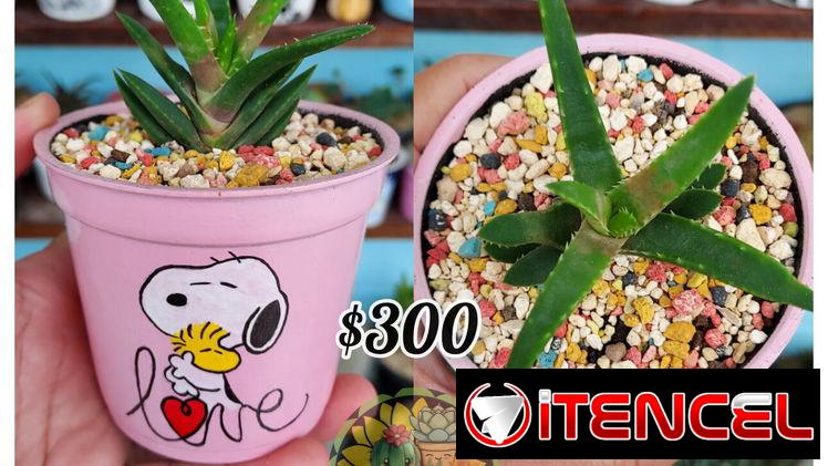 Cactus y suculentas 🌵