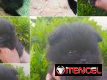 ••  RAZAS DE PERROS DE TALLA PEQUEÑA, MEDIANA Y GRANDE  BETTY MASCOTAS  52506841 ••