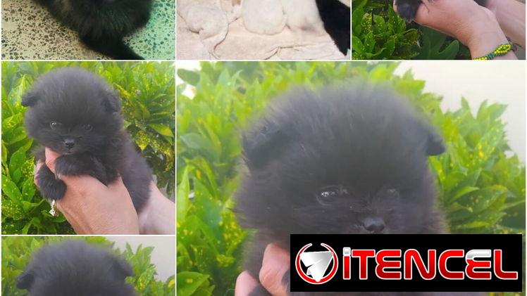 ••  RAZAS DE PERROS DE TALLA PEQUEÑA, MEDIANA Y GRANDE  BETTY MASCOTAS  52506841 ••