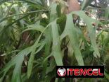 Servicios de jardineria y venta de plantas ornamentales