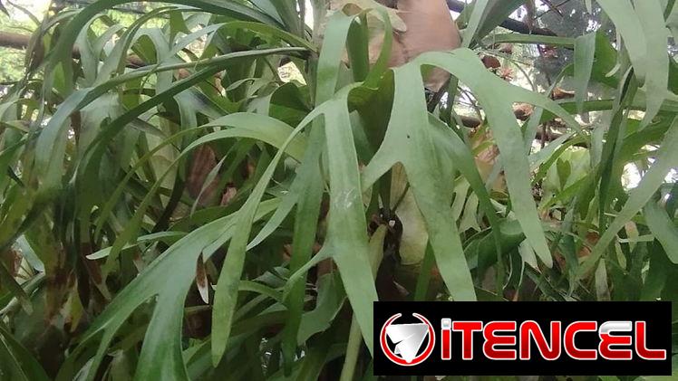 Servicios de jardineria y venta de plantas ornamentales