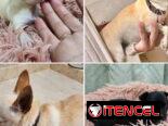 ((( CHIHUAHUAS HEMBRAS MINI BETTY MASCOTAS WHATSAPP 52506841 )))